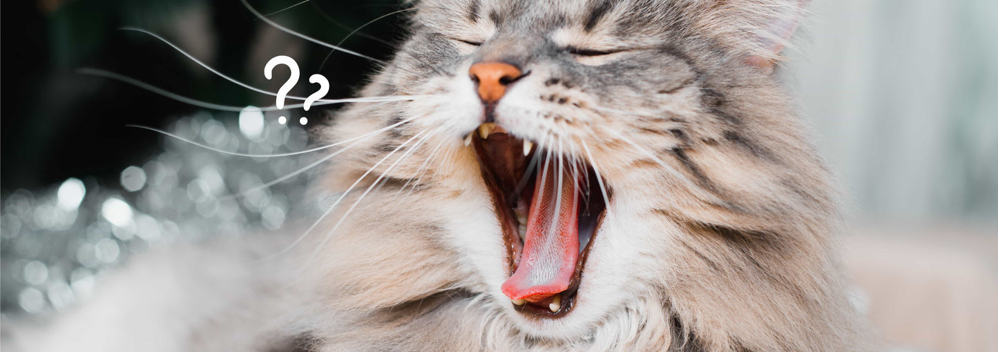 The Better Cat - Pezz DNA Test Katze
