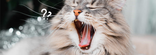 The Better Cat - Pezz DNA Test Katze